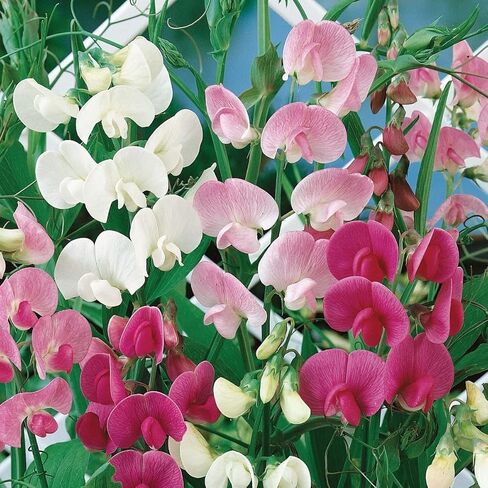 زيت عطر البازلاء الحلوة من فيرجينيا كاندل سابلاي (زجاجة 16 أونصة) لصنع الشموع، وصناعة الصابون، وبخاخات الغرف، والمستحضرات، ومعطرات السيارات، والسلايم، وقنابل الاستحمام، والتدفئة in Kuwait