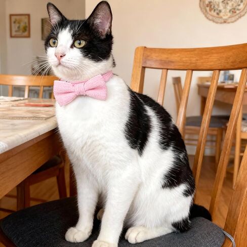 Breakaway Cat Collar with Bow Tie and Bell Cotton Soft Corduroy Kitten Bowtie Collar Adjustable Cute Kitten Cat Collars for Female Cats, Safe Release Buckle, Pink in Kuwait