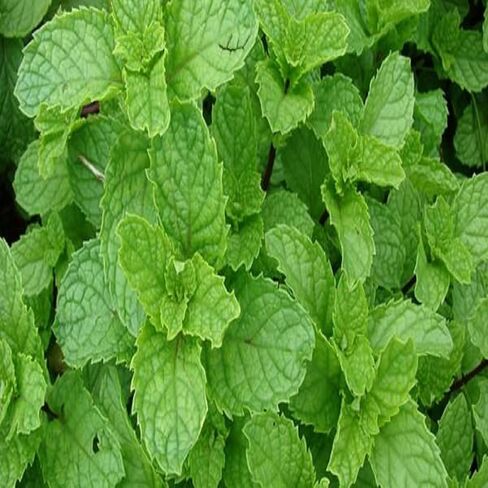 زيت عطر النعناع (زجاجة 16 أونصة) لصنع الشموع، وصناعة الصابون، وصناعة التارت، وبخاخات الغرف، والمستحضرات، ومعطرات السيارات، والسلايم، وقنابل الحمام، والتدفئة... in Kuwait
