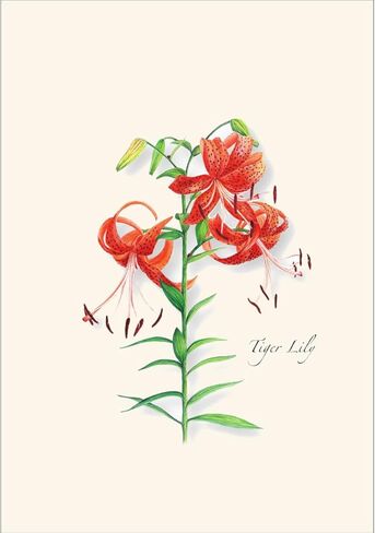 Earth Sky + Water - Garden Favorites Assortment Notecard Set - 8 Blank Cards with Envelopes (2 each of 4 styles) in Saudi Arabia