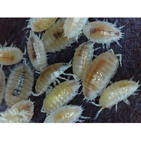 Critters Direct, Dwarf White Isopods (Springtails + Isopods) in Saudi Arabia