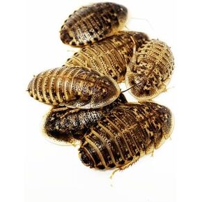 NutriCricket 100 صراصير دوبيا المتوسطة الحية مع وصول مباشر in Kuwait