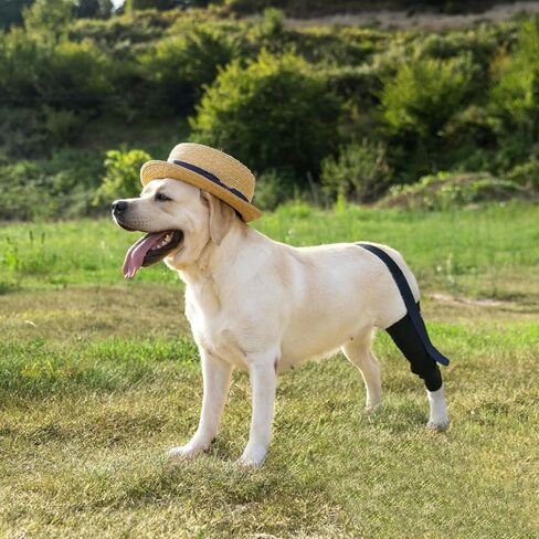Dog Knee Brace for Hind Leg Support - Right Leg, CCL ACL Brace for Dogs, Vet Approved, Adjustable Orthopedic Support for Arthritis, Ligament Injuries & Post-TPLO Surgery Recovery (X Small) in Saudi Arabia