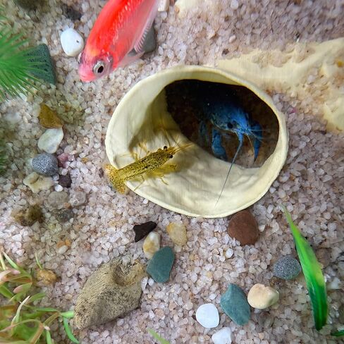 Aquarium Hidden cave，Small Bottom-Dwelling Fish&Shrimp Safe Hiding Hole，Underground Double-Hole Hiding Tunnel，3D Printed， Fish Tank Decoration Accessories (Large Size) (Wood Color) in Saudi Arabia