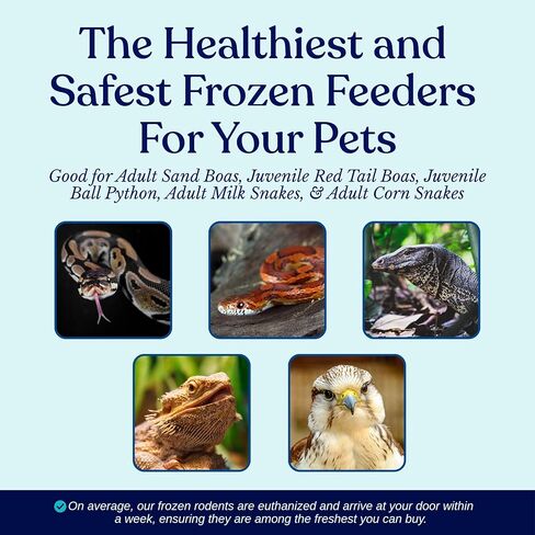 MiceDirect EST. 2003 20 Frozen Mice Small Adult Feeders Snake Food for Juvenile Red Tail Boas Ball Pythons Adult Sand Boas Milks Corn (2.5-3 in) (380 Grams Min) in Saudi Arabia