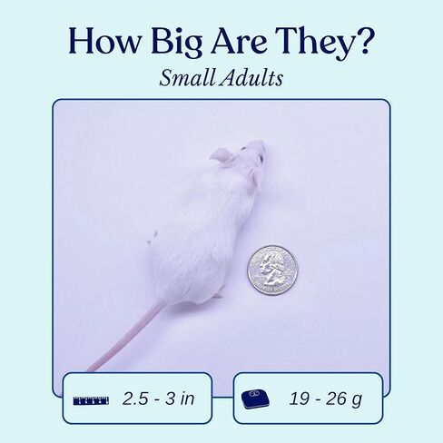 MiceDirect EST. 2003 20 Frozen Mice Small Adult Feeders Snake Food for Juvenile Red Tail Boas Ball Pythons Adult Sand Boas Milks Corn (2.5-3 in) (380 Grams Min) in Saudi Arabia