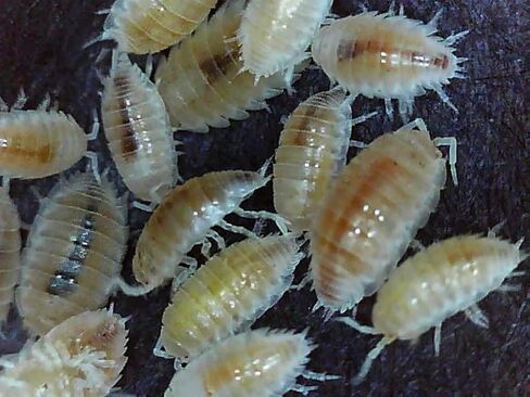 المخلوقات المباشرة، Isopods البيضاء القزمة (Springtails + Isopods) in Saudi Arabia