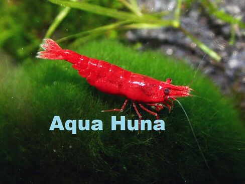 Aqua Huna Red Cherry Shrimp (Grade A) - 10 Pack in Saudi Arabia