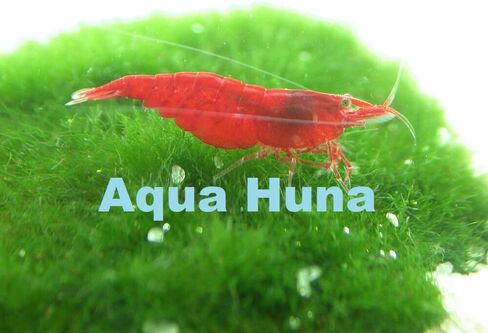 Aqua Huna Red Cherry Shrimp (Grade A) - 10 Pack in Saudi Arabia