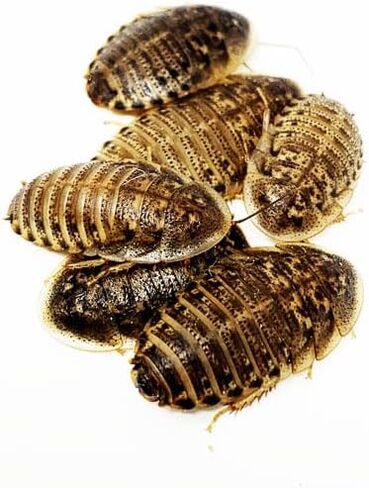 NutriCricket 100 صراصير دوبيا المتوسطة الحية مع وصول مباشر in Kuwait