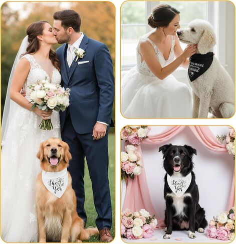عبوتان من باندانا My Humans are Getting Married Dog، لونان My Humans are Getting Married، باندانا لخطوبة الكلاب، باللونين الأسود والأبيض لحفلات الزفاف in Kuwait