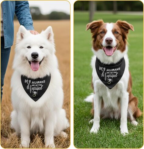 عبوتان من باندانا My Humans are Getting Married Dog، لونان My Humans are Getting Married، باندانا لخطوبة الكلاب، باللونين الأسود والأبيض لحفلات الزفاف in Kuwait