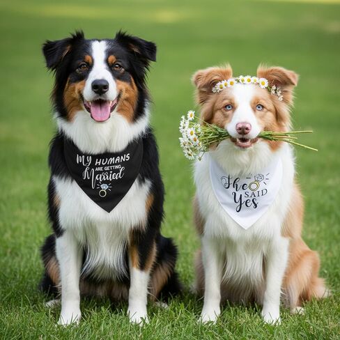 عبوتان من باندانا My Humans are Getting Married Dog، لونان My Humans are Getting Married، باندانا لخطوبة الكلاب، باللونين الأسود والأبيض لحفلات الزفاف in Kuwait