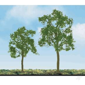 Professional Series: Ash Tree, 1" in Saudi Arabia