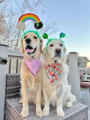 Midlee St. Patrick's Rainbow Pot of Gold Dog Headband Costume in Saudi Arabia