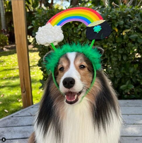 Midlee St. Patrick's Rainbow Pot of Gold Dog Headband Costume in Saudi Arabia