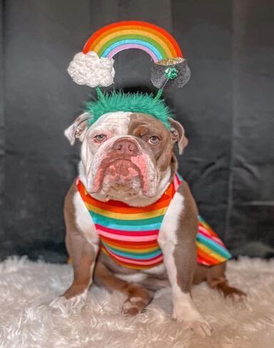 Midlee St. Patrick's Rainbow Pot of Gold Dog Headband Costume in Saudi Arabia
