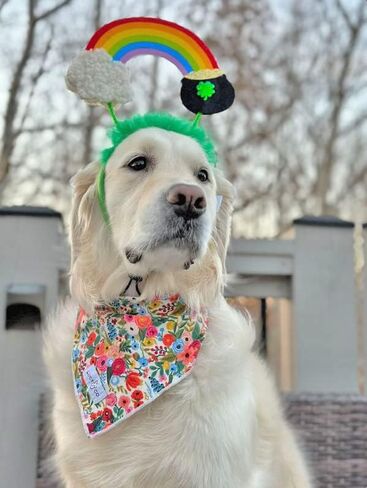 Midlee St. Patrick's Rainbow Pot of Gold Dog Headband Costume in Saudi Arabia