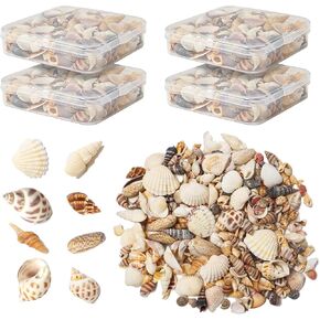 أصداف بحرية للحرف اليدوية، أصداف بحرية مختلطة طبيعية، 4 عبوات، أصداف صغيرة للحرف اليدوية، أصداف صغيرة للحرف اليدوية، الديكور، حشو المزهرية (550 قطعة) in Kuwait