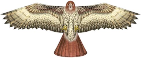 WindNSun 2D Supersize Polyester Ripstop Hawk Bird Kite, 70 inches in Kuwait