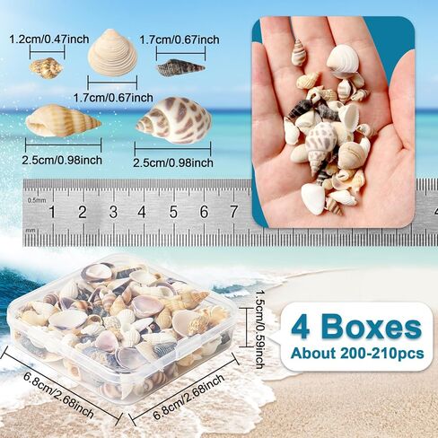 أصداف بحرية للحرف اليدوية، أصداف بحرية مختلطة طبيعية، 4 عبوات، أصداف صغيرة للحرف اليدوية، أصداف صغيرة للحرف اليدوية، الديكور، حشو المزهرية (550 قطعة) in Kuwait