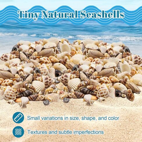 أصداف بحرية للحرف اليدوية، أصداف بحرية مختلطة طبيعية، 4 عبوات، أصداف صغيرة للحرف اليدوية، أصداف صغيرة للحرف اليدوية، الديكور، حشو المزهرية (550 قطعة) in Kuwait