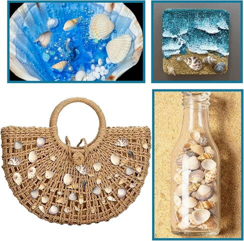 أصداف بحرية للحرف اليدوية، أصداف بحرية مختلطة طبيعية، 4 عبوات، أصداف صغيرة للحرف اليدوية، أصداف صغيرة للحرف اليدوية، الديكور، حشو المزهرية (550 قطعة) in Kuwait