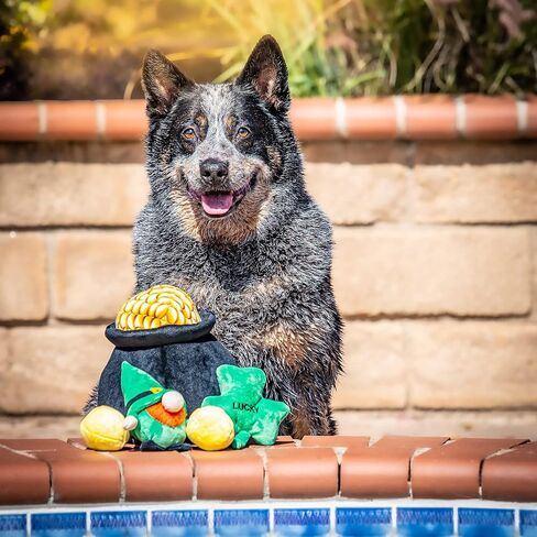 Midlee Hide-A-Toy Pot of Gold St. Patrick's Day Dog Toy in Saudi Arabia
