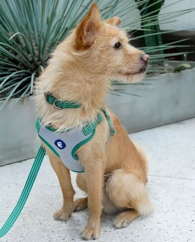 مقود الكلاب من Blueberry Pet Essentials عاكس للضوء Better Basics، أخضر داكن، 5 أقدام × 5/8 بوصة، صغير، مقاود للكلاب in Kuwait