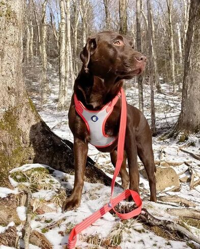 مقود الكلاب من Blueberry Pet Essentials عاكس للضوء Better Basics، أخضر داكن، 5 أقدام × 5/8 بوصة، صغير، مقاود للكلاب in Kuwait