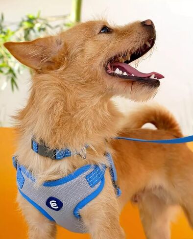 مقود الكلاب من Blueberry Pet Essentials عاكس للضوء Better Basics، أخضر داكن، 5 أقدام × 5/8 بوصة، صغير، مقاود للكلاب in Kuwait
