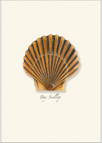 مجموعة بطاقات Earth Sky + Water - Bay Scallop Notecard - 8 بطاقات فارغة مع مظاريف in Kuwait