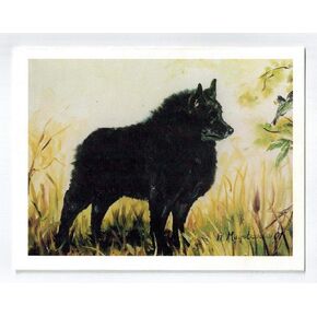 Schipperke in Field Notecard Set 12 Notecards with Envelopes in Saudi Arabia