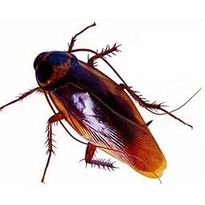 12 قطعة من البلاستيك وهمية وهمية الصرصور العقرب الحشرات نكتة اللعب المزحة خدعة مخيفة البق للحزب in Kuwait