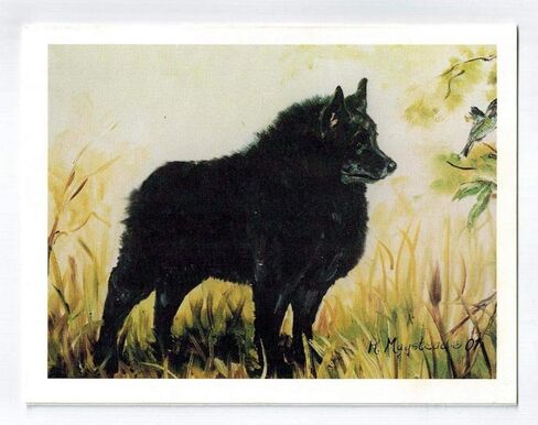 Schipperke in Field Notecard Set 12 Notecards with Envelopes in Saudi Arabia
