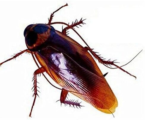 12 قطعة من البلاستيك وهمية وهمية الصرصور العقرب الحشرات نكتة اللعب المزحة خدعة مخيفة البق للحزب in Kuwait