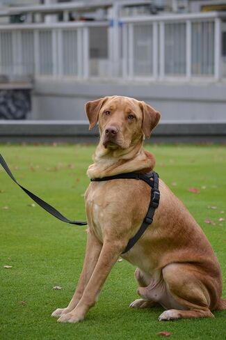 Magnetic Quick Clip: Easy Fit Harness w/Flat Leash,Black,Medium in Saudi Arabia