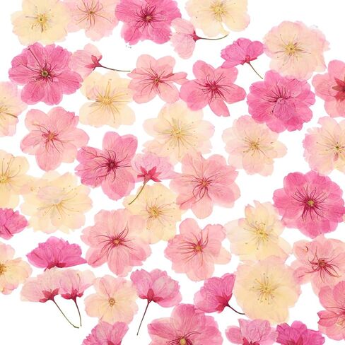 48Pcs Natural Dried Pressed Flowers for Cake Topper Decorating Mix Real Dry Flower for Resin Jewelry Making DIY Art Crafts in Saudi Arabia