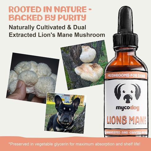 مكمل الفطر MycoDog Lions Mane للكلاب - الصحة المعرفية والدماغية - Lions Mane للكلاب - قطرات العافية لكبار السن in Kuwait