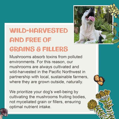 مكمل الفطر MycoDog Lions Mane للكلاب - الصحة المعرفية والدماغية - Lions Mane للكلاب - قطرات العافية لكبار السن in Kuwait