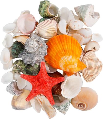 Sea Shells Mixed Ocean Seashells 11 Kinds 1.4"-2.6" Various Sizes Natural Shells and Starfish for Christmas Home Decor, DIY Crafts, Fish Tank and Vase Fillers, Beach Party Supplies in Saudi Arabia