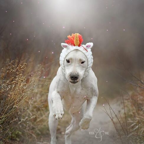Zoo Snoods Unicorn Costume - Knit Rainbow Dog Snood Ear Wrap for Pets, Warm Neck Cover for Halloween and Winter (Large) in Saudi Arabia