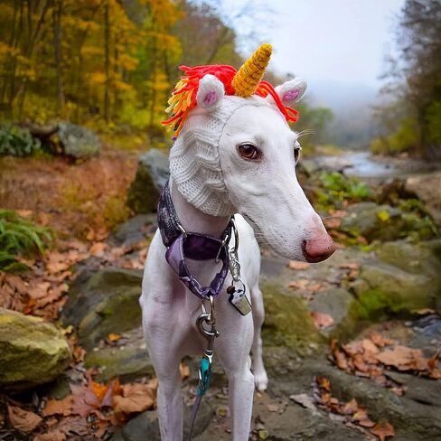 Zoo Snoods Unicorn Costume - Knit Rainbow Dog Snood Ear Wrap for Pets, Warm Neck Cover for Halloween and Winter (Large) in Saudi Arabia