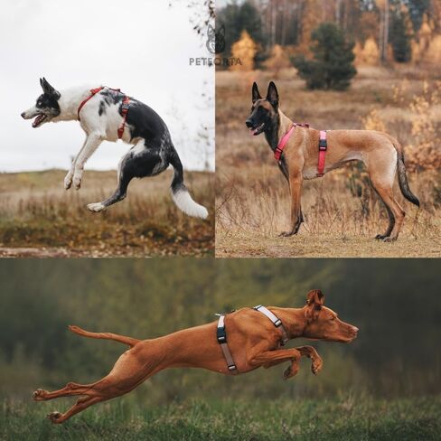 Anatomically Correct Y-Shape Dog Harness, Non-Restrictive, No Pull, 6-Point Adjustable for Natural Movement, Escape-Proof, Reflective, Easy-Fit, Medium, Beige (Red, Medium) in Saudi Arabia