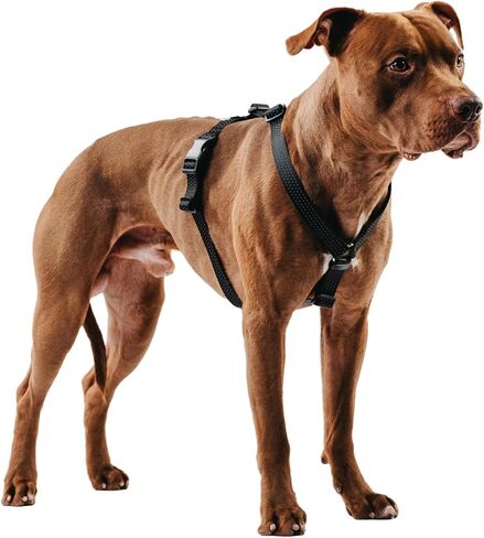 Anatomically Correct Y-Shape Dog Harness, Non-Restrictive, No Pull, 6-Point Adjustable for Natural Movement, Escape-Proof, Reflective, Easy-Fit, Medium, Beige (Red, Medium) in Saudi Arabia