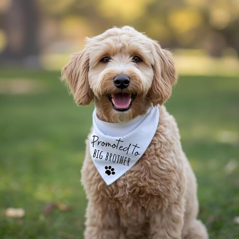 Promoted to Big Brother Dog Bandana White Cotton Baby Pregnancy Announcement pet Scarf Sign Puppy Gift (Large) in Saudi Arabia