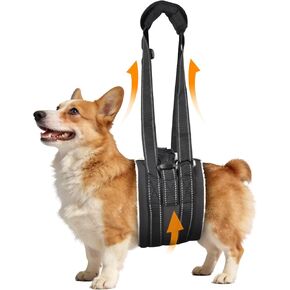 حزام رفع الكلاب المحمول حبال الكلاب، دعم الورك والساق الخلفية للكلاب الكبيرة، مساعد إعادة تأهيل لكبار السن المصابين والمعاقين جراحة الرباط الصليبي الأمامي K9 (M) in Kuwait