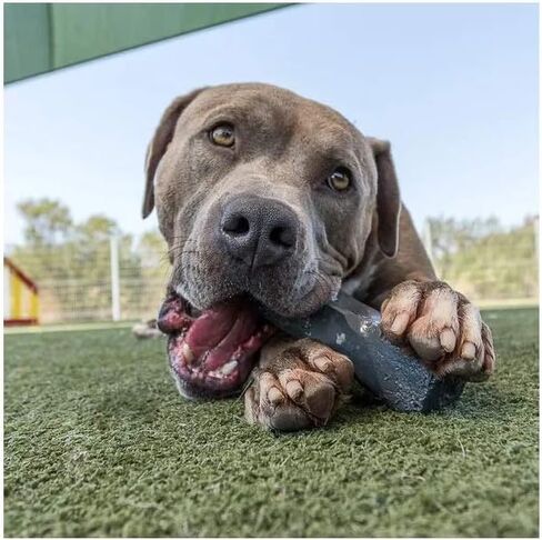 Professional Dog Chew Toy - Dogs 30-50 lbs - XL Size - Virtually Indestructible in Kuwait