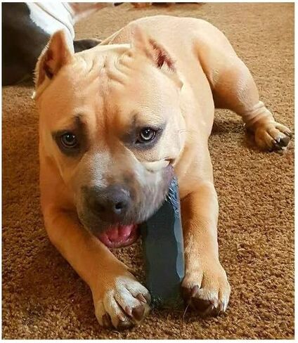 Professional Dog Chew Toy - Dogs 30-50 lbs - XL Size - Virtually Indestructible in Kuwait