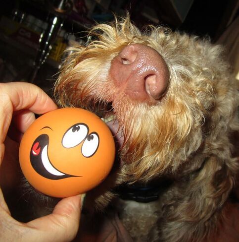 4 Pack Squeaky Balls for Dogs, 2.4 Inch Eco-Friendly Rubber Dog Squeaky Toy,Interesting Expression patternsToys for Dogs (Orange, Green, Pink, Light Blue) in Kuwait